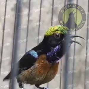 Sempati Nectar Nektar Gold 110ml Pakan Minum Burung Sogon Konin Kolibri Ninja Pleci Makanan Burung Pemakan Madu