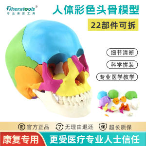 Detachable Colorful Skull Model Anatomical Headbone Model for Medical Use 22 Pieces Anatomy Teaching Aids Static Model Toy