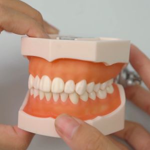 MẪU HÀM NHA KHOA 28 RĂNG - Loại chất lượng cao thực hành mài cùi