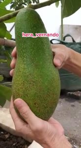 Bibit Alpukat Roro Valid Super Genjah