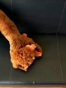 Pets Dog Chew Stuffed Funny Dinosaur Shape Cats Corn Wool Vocal Toy Apply To Training Exercise Simulation Animal Chihuahua Toys