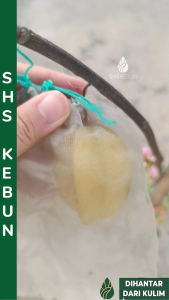 Belimbing Madu Pokok Belimbing Madu B17 杨桃 Starfruit Anak Pokok Belimbing SHS Kebun