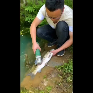 Alat Pemotong Ikan Sisik Praktis / Fish Scaler Multifungsi / Peeler Skewer Pisau Ikan Murah