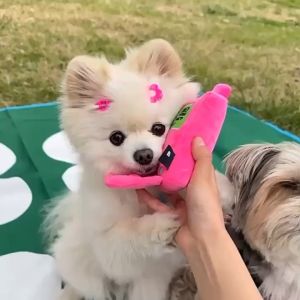 โทรศัพท์ซ่อนขนม ของเล่นหมา ของเล่นสุนัข ฝึกการดมกลิ่น Dog Toy