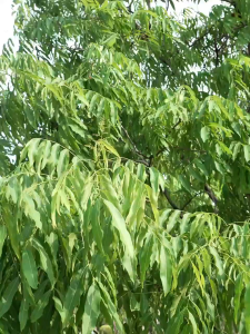 BabyShop-C1292 Keranjang Piknik Lipat Portable Silikon Bisa Menjadi Meja Baskom Travel Serbaguna