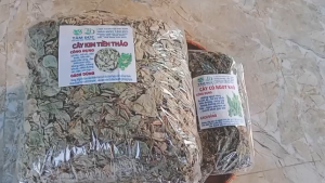 Cây kim tiền thảo sấy khô [100g] TẶNG [50g] cỏ ngọt