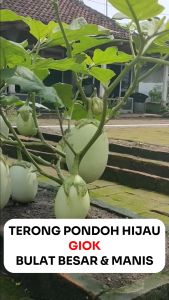 Benih Terong Pondoh Hijau GIOK 500 biji Cap PERMATA HIJAU