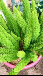 foxtail fern live plant