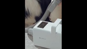 2800W Pengering Rambut Hewan Peliharaan Pengering /Blower Bulu Kucing Anjing Pet Multifungsi Pengering Bulu Anjing Pengering Anjing Kucing Cat Dog Hair Dryer