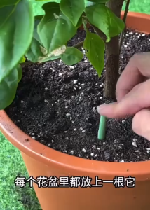 QUE DINH DƯỠNG CÂY TRỒNG TAN CHẬM STRONG GROW | COMBO 2 HỘP 36 QUE | CẮM LÀ DÙNG | NPK 15-15-15