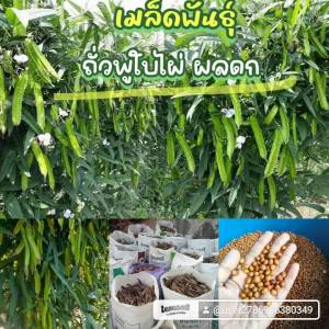 เมล็ดพันธุ์ถั่วพูใบไผ่ 50 เมล็ด 69 บาทซื้อ 2 แถม 1