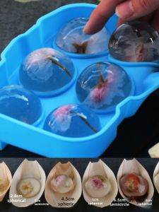 Make Mizu Shingen Mochi Mold Ice Hockey Ice Cream Ice Cream Chinese White Jelly Jelly Spherical Ice Tray Ice Box with Lid