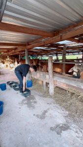 เพิ่มภูมิต้านทานให้สัตว์ กินหญ้ากินฟางได้มากขึ้น ผสมติดง่าย เป็นสัดตามรอบ ฟาสท์พลัสไคโตซานฝาสีทอง ใช้ได้ดีกับสัตว์ทุกชนิด เพิ่มน้ำหนักสัตว์