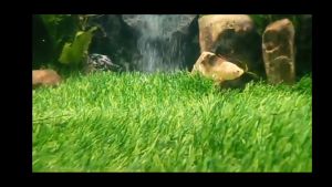 RUMPUT AQUARIUM 20X20X3 CM RUMPUT SWISS PREMIUM DEKORASI AKUASCAPE