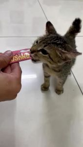 【SG Local】Premium Cat Snack Stick / Catnip Treats - Chicken / Tuna / Salmon / Prawn (15g) Cat Grass Cat Stick