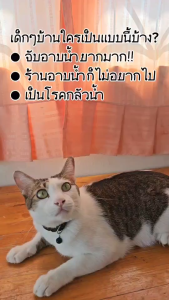 D1PET X หมาจ๋า สเปรย์อาบน้ำแห้ง กลิ่นหอม ลดกลิ่นสาบ กำจัดแบคทีเรีย Organic ขนาด 300 ml.