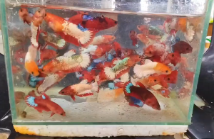 B1take1 male/fem bettafish aquarium decoration jr-breeder size