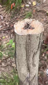 Makita เลื่อยไฟฟ้า 8นิ้ว เลื่อยยนต์ เลื่อยไฟฟ้าไร้สาย1200w เลื่อยโซ่ไฟฟ้า เลื่อยไฟฟ้าแบต เลื่อยยนต์ตัดไม้ เลื่อยไฟฟ้า Cordless Chainsaw เอยโซ่ไฟ