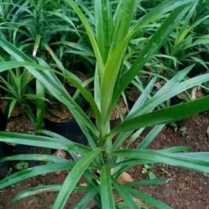 Tanaman hias daun suji pohon daun suji pandan betawi wangi herbal pewarna