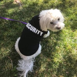 Security Clothing for Dogs Summer Pet Clothes Vest for Small Dogs Chihuahua Yorkshire Puppy Cats Low Price Pets T-shirt Costume