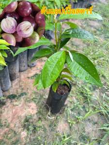 ต้นแอปเปิ้ลสตาร์หรือหมากน้ำนม(ชุด10 ต้น🍃)รสชาติหวานเพาะเมล็ดผลใหญ่รสหวาน โตเร็ว