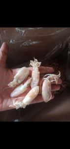 Baby cumi asin kering/Baby cumi Asin 500 gram