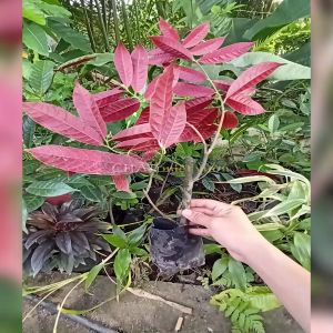 Cây liễu - Cây đơn lá đỏ - Cây lá liễu - Lá liễu xanh đỏ - Liễu xanh đỏ (cây giống cao 30-40cm)