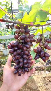 Bibit Anggur Import Gozv bibit anggur gozv
