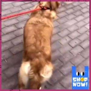 สายจูงหมาเรืองแสงในที่มืด สายจูงสุนัข ไซส์ใหญ่ เส้นเดียวจบไม่ต้องใช้ปอกคอ