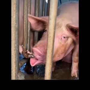 5pcs Stainless Steel Pig nipple drinker Automatic pig drinker piggery farm equipment