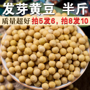 High Germination Rate 250g Packaged Yellow Beans Farmhouse Grown for Sprouting Home Use Food Product from Shandong Province