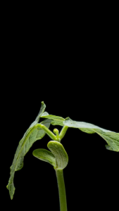 Sitaw Ligaw Seeds (Cowpea / Bush Sitaw) – High Yield Fast Growing Vegetable Seeds – Green Soil