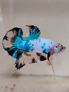 Haftmoon Plakat Betta Fish B9 - Yellow Fancy