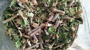 100g cây thầu dầu tía sấy khô