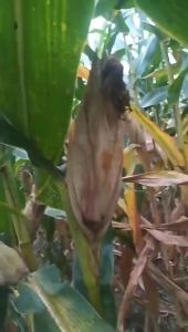 💗🙋♀️💗农 玉米杀虫杀菌调节生长 一套十亩地 甲维盐虫螨腈虱螨脲