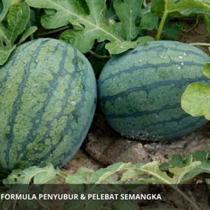 Pupuk Pembesar Buah Semangka / Obat Pembesar Semangka / Pupuk Penyubur Daun Tanaman Buah Semangka