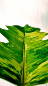 Philodendron caramel marble