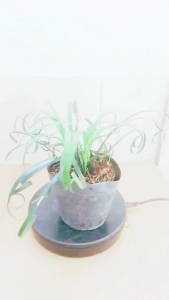 Cây Ngãi xoắn (cây mến khách) size nhỏ treo trang trí trước cửa hàng quầy thu ngân trang trí nội thất.