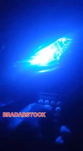 LED T10 REMOTE CONTROL Multi Colour Function Car Motor Kereta Lampu Kecil