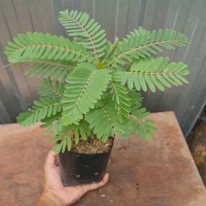 label="ต้นแค ต้นแคเตี้ย ต้นแคบ้าน ต้นแคขาว ในถุงดำ 5 นิ้ว