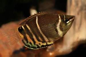 Chocolate Gourami (Sphaerichthys osphromenoides) Freshwater Planted Tank Aquarium Decorative Fish