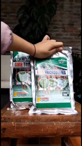 Pupuk trichoderma murni padat cegah layu fusarium