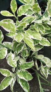 ต้นกวักเงินกวักทอง ชื่อเรียกอื่น: ต้นนางกวัก ต้นนกน้อยนำโชค ต้นแสยกด่าง ต้นไม้นำโชด