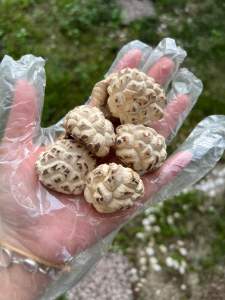 Dried Mushroom| 日本级天白花菇Japanese Premium Tian Bai White Mushroom 天白花菇100克