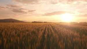 Shaklee ResV (Vivix in Capsule)  - New Powerful Patented Anti-Oxidant (Exp - Feb  2027)