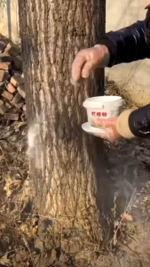 M-Mall Powerful rotten tree roots Racun rumput sambau mati akar Kuat Weed killer power 500g Trees bamboo weeds 强效灭树粉