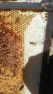 Mật Ong Nguyên Chất ĐĂK LĂK ( 1 Lít ) - Trại Ong ĐĂK LĂK