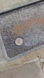 ผงไข่เน่า ผงฆ่าแมลงวัน เหยื่อกำจัดแมลงวัน 1กล่อง/20ซอง อิมิดาโคลพริด-สูตรผลแรง ได้ผล100% ไม่มีผลพร้อมคืนเงิน ยาฆ่าแมลงวัน ฆ่าแมลงวันขั้นเทพ ใช้ฆ่าแมลงวันบ้าน เหยื่อล่อแมลงวัน ยากำจัดแมลงวัน ยาแมลงวัน ไล่แมลงวัน ที่ดักแมลงวัน ผงกำจัดแมลงวัน