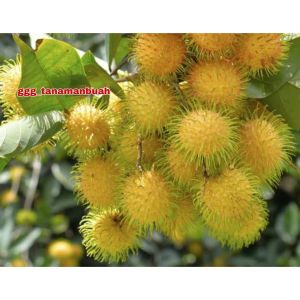 Bibit Rambutan Gading Kuning Asal Okulasi Bibit Buah Tropis Berkualitas Tanaman Rambutan Untuk Pertanian - Lazada