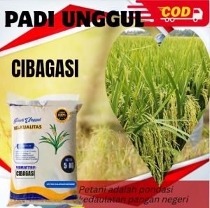 BENIH PADI UNGGUL CIBAGASI 100% ORIGINAL KEMASAN 5 KG